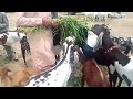 Sunday Lalukhet Mandi #mandi  Update Cow &amp; Goats Price Karachi-Pakistam