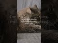 What your cat actually does when you leave for work... 🥺#catmusic #sleepmusic #catsleep