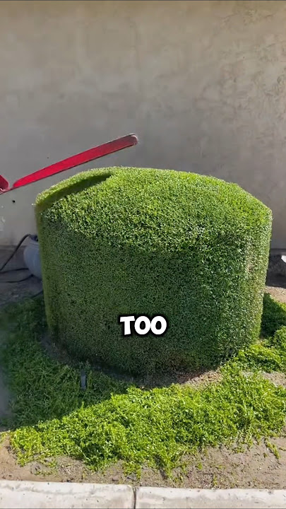 Street tree trimming #facts #funny