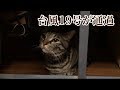 台風19号通過中　猫は隠れてしまった【唐草猫ムタさん】