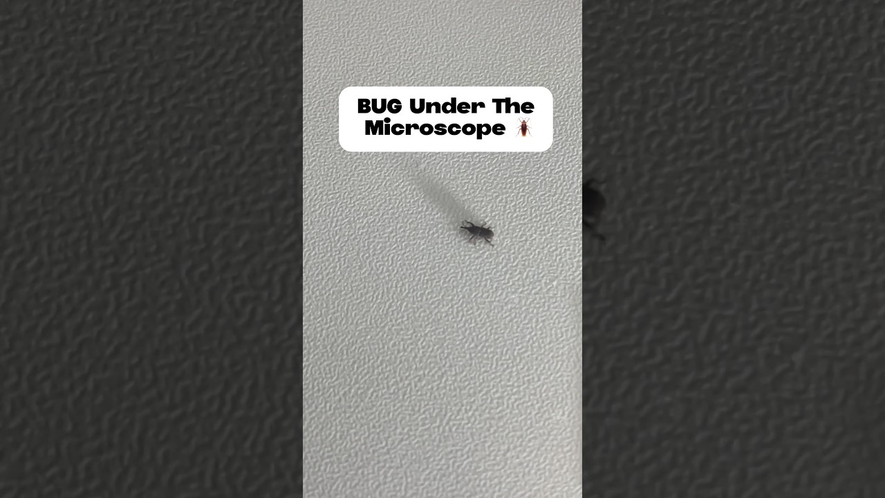 Beetle Under the Microscope!