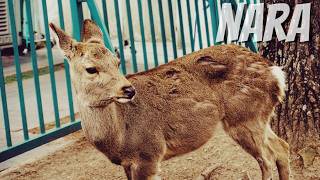 🇯🇵 Nara, Japan Nara Park Walking Tour March 2026 (4K UHD)