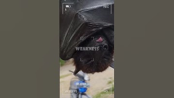 The Echolocation Flaw Why Bats Mistake Windows for Open Air