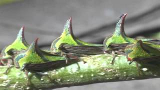 Cicadas And Treehoppers Of Costa Rica