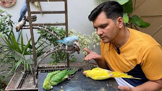 Ek Ghalti aur Parrots ki Jan Chali gai  | Nuqsaan hogaya | PBI Official