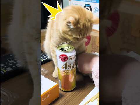 【猫】いたずら小僧つむぎの生態~9か月児の面白い?行動2選~