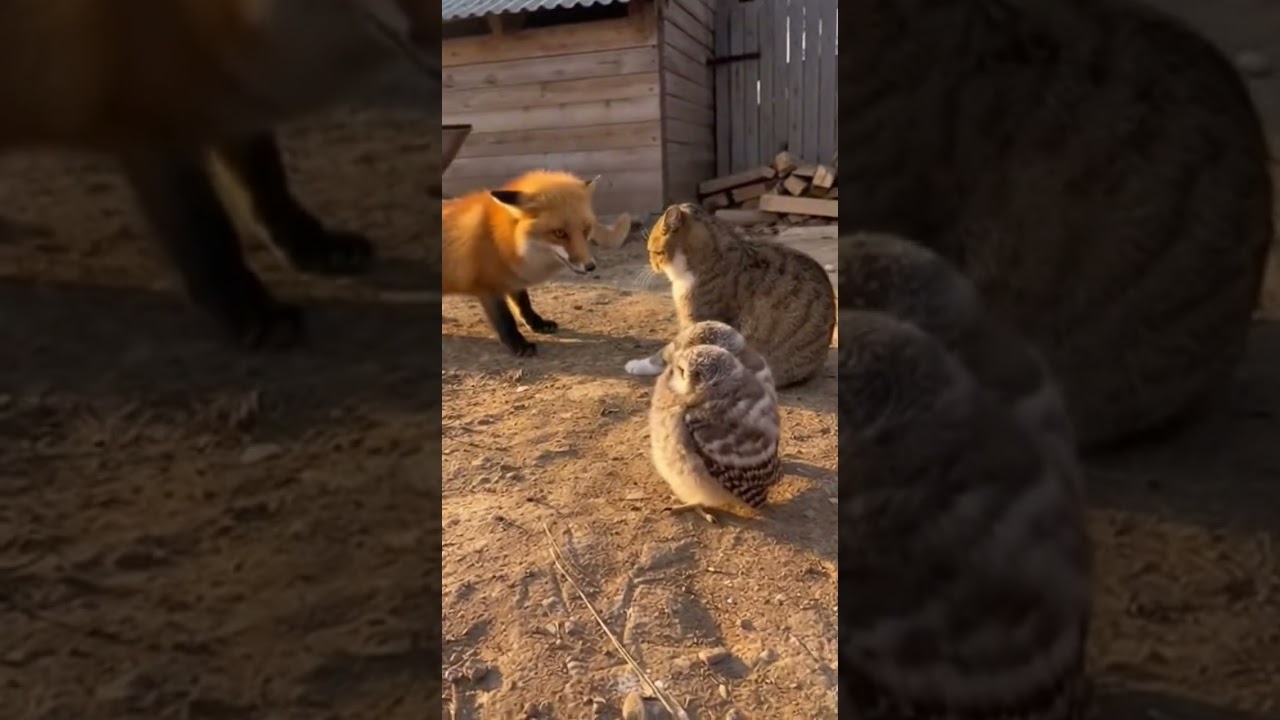 Loyal Cat Saves Little Owls from Fox Attack | Heroic Moments