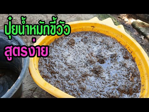 สูตรง่าย!! ทำปุ๋ยน้ำหมักขี้วัว ไว้ใช้เอง อย่างง่ายๆ by ต่าย