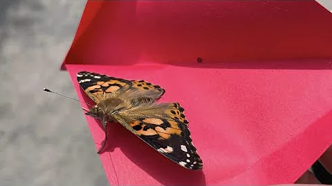 Celebrating the 5th Butterfly Release with Teresa ...