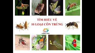 KHÁM PHÁ THẾ GIỚI CÔN TRÙNG / 10 loại côn trùng thường gặp/ Tìm hiểu về các loại côn trùng