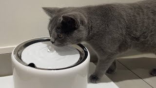 PETKIT EverSweet 3 Pro Smart Pet Drinking Fountain (with wireless pump)