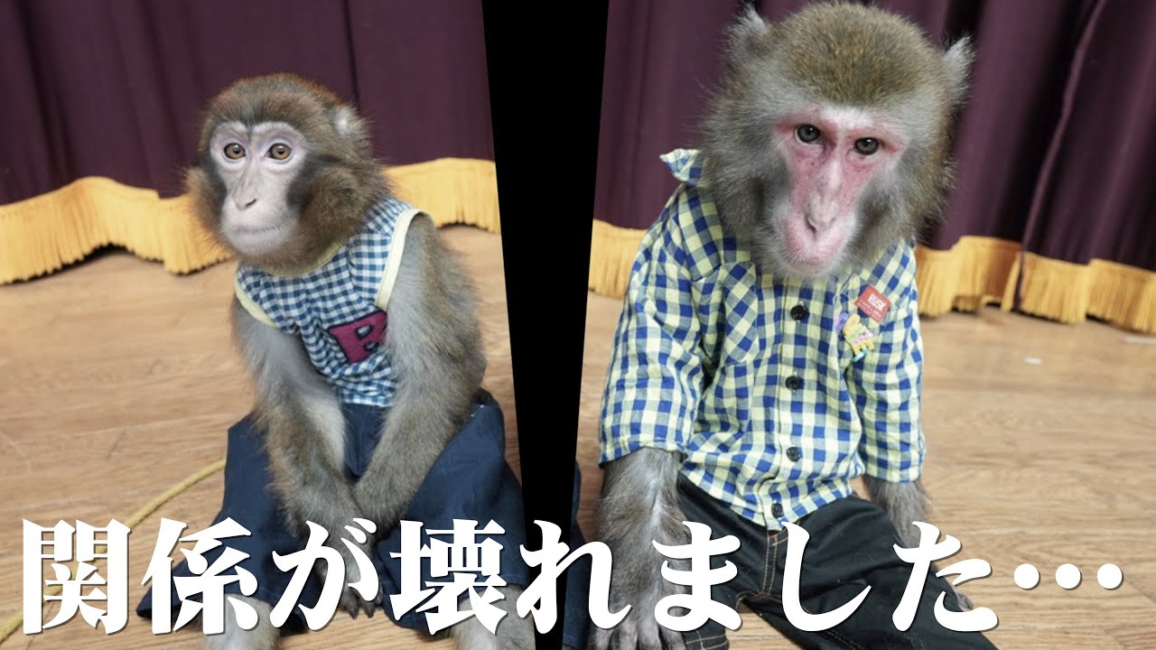 サーカス　ベル係り　お猿さん　訳あり We might not be able to see the monkey brothers together like this
