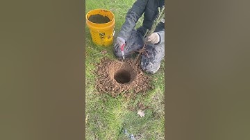How We Planted 400 Norway Spruce Trees