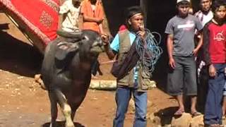 Download Lagu rambu solo nenek padatuk di buntu lepongpaku disc 1 MP3