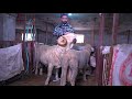 Kashmiri high breed merino sheep farm