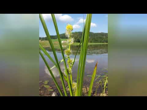 ЕЖЕГОЛОВНИК  (SPARGANIUM)  сем. Ежеголовниковые