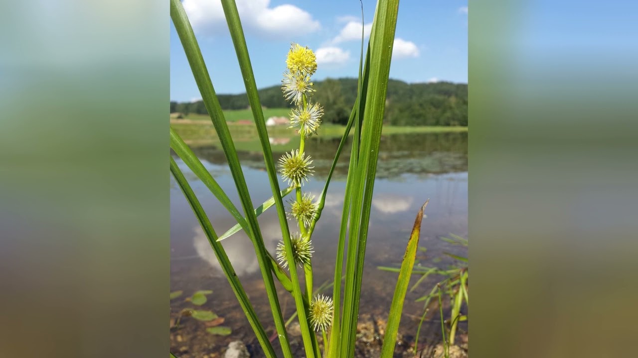 ЕЖЕГОЛОВНИК  (SPARGANIUM)  сем. Ежеголовниковые