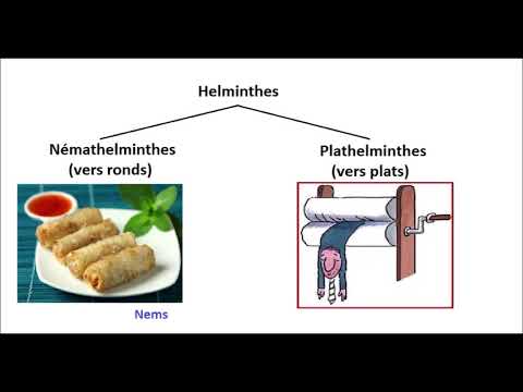 Vidéo: Différence Entre Les Vers Plats Et Les Vers Ronds