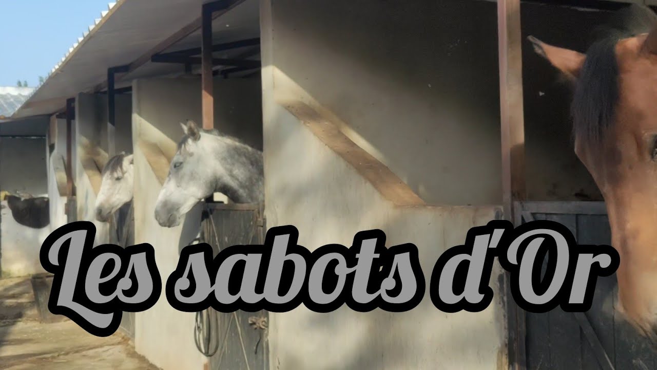 فرصة متاحة للجميع لتسجيل في نادي الفروسية بولاية البليدة Les sabots d'Or