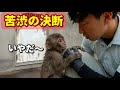 【パンチくん🐵】飼育員さんからの独り立ちが近づく？降ろしては登る姿が切なすぎて‥