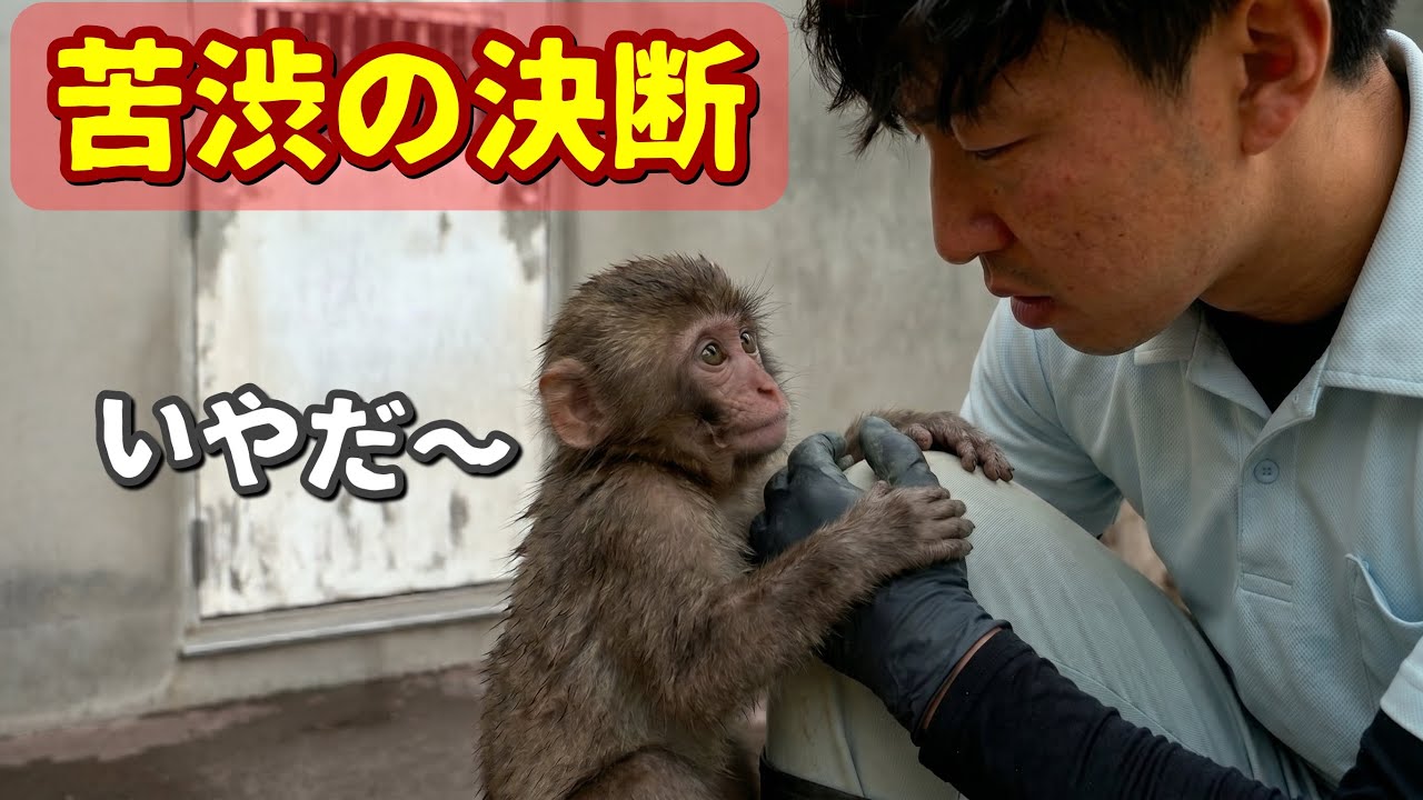 Baby Monkey Punch's Big Step 🐵 Emotional Goodbye to the Keeper