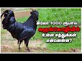 சாதாரண கோழி vs கருங்கோழி : என்ன வித்தியாசம்? என்ன நன்மைகள் ? Kadaknath | Black chicken