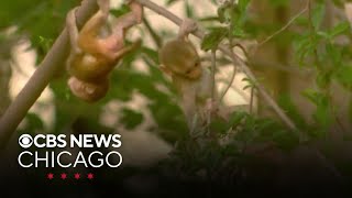 43 monkeys escape from laboratory in South Carolina