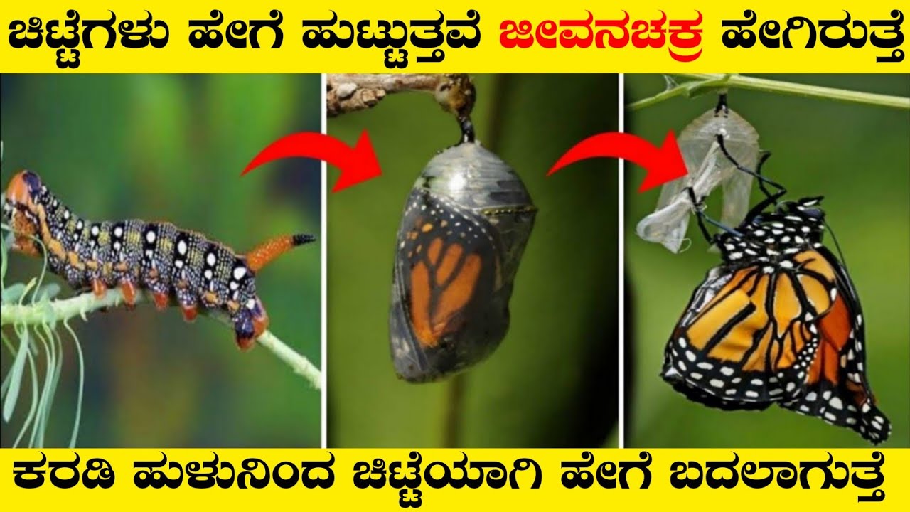 ಚಿಟ್ಟೆಗಳು ಹೇಗೆ ಹುಟ್ಟುತ್ತವೆ ಜೀವನಚಕ್ರ ಹೇಗಿರುತ್ತೆLife Cycle Of Butterfly