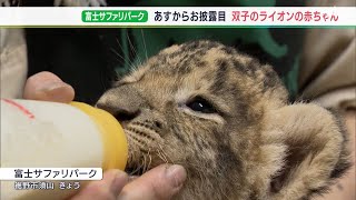 「ギャオー」と鳴く姿もかわいい　双子の仲良しライオン赤ちゃん 一般公開へ静岡・富士サファリパーク