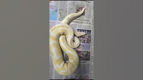 Albino Ball Python pair available | size 3 feet+ | delivery available all over India #shorts