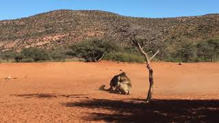 intense male lions fight