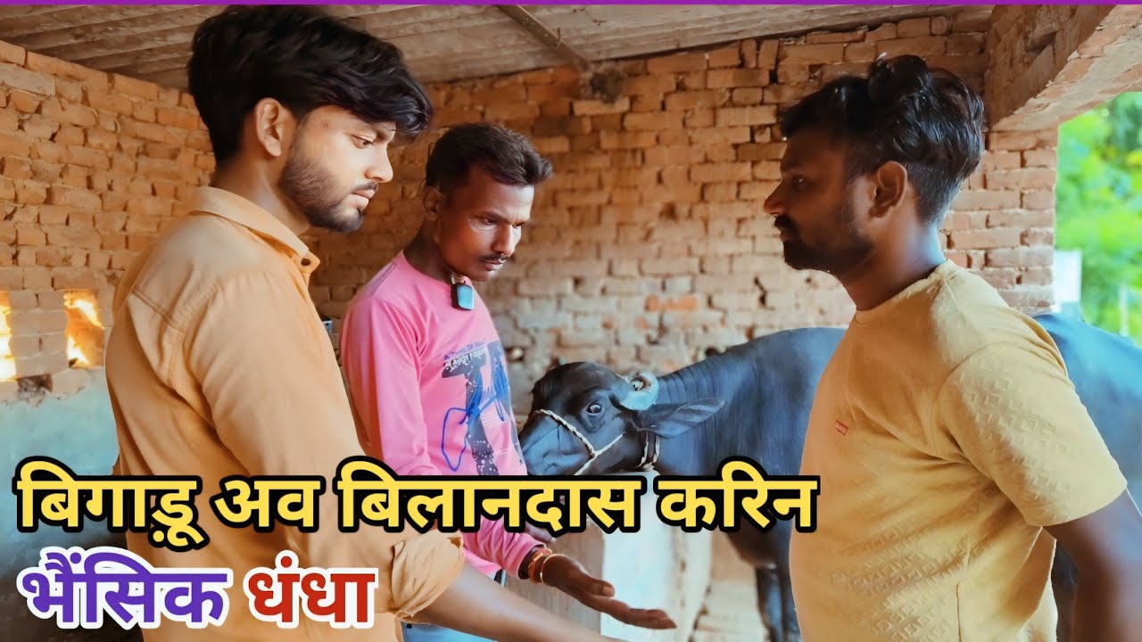 बिगाड़ू अव बिलानदास साझेदारी मा किहिन भैंसिक धंधा देशी अवधी काॅमेडी वीडियो 2024 #lucknow #avadhi