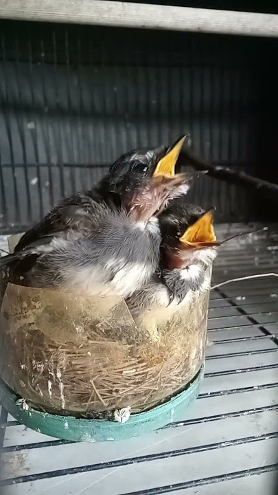 anakan sikatan kipas