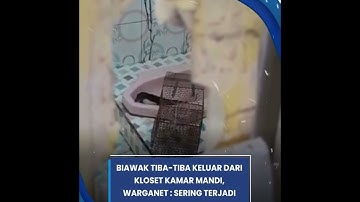Video Biawak Tiba-tiba Keluar dari Kloset Kamar Mandi, Warganet : Sering Terjadi