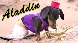 Ep 11. Crusoe and the Magic Lamp - (Cute \& Funny Wiener Dog as Aladdin!)