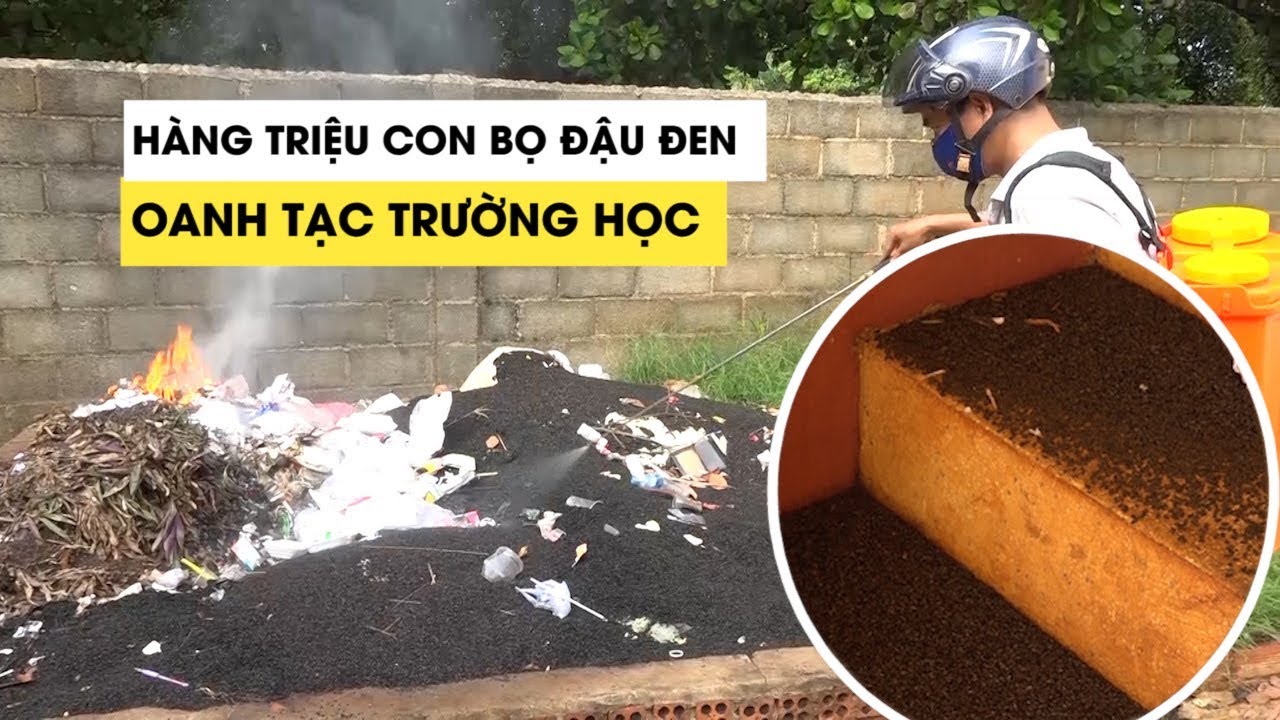 Kinh hoàng hàng triệu bọ đậu đen “oanh tạc” trường học ở Bình Phước