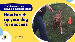 How can you set up your dog for success? | BC SPCA AnimalKind by BC SPCA (BCSPCA Official Page) 60 views 1 year ago 3 minutes, 28 seconds