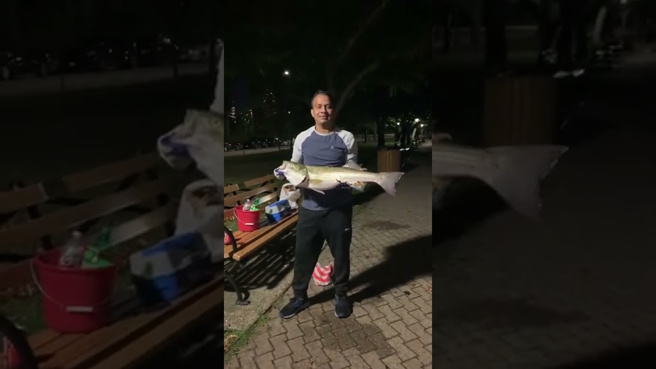 Fishing Stripe bass at Rosevelt Island NYC