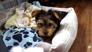 Trying to CATCH my YORKIE PUPPY  HD [12 week old]