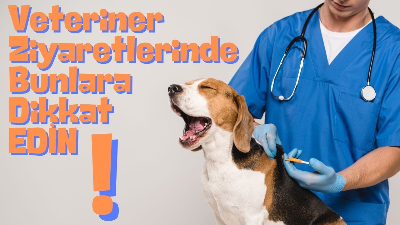 Veteriner Kliniği Ziyaretlerinde Bunlara Dikkat Edin