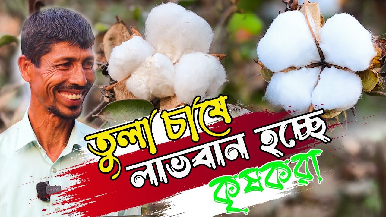 অর্থকরী ফসল - লাভজনক হওয়ায় অনেক কৃষকরাই ঝুঁকছেন তুলা চাষে! তুলা চাষ পদ্ধতি | Cotton cultivation