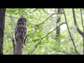Great gray owl in the Bialowieza forest. Belarus