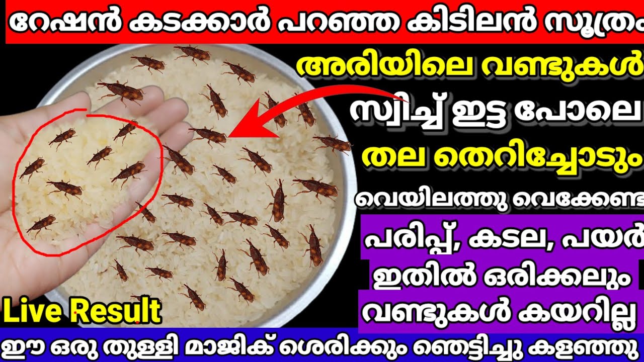 ഈ മാജിക്‌ അറിഞ്ഞാൽ അരിയിലെ വണ്ടുകൾ ഷോക്ക് അടിച്ച പോലെ ഓടും റേഷൻ കടക്കാർ പറഞ്ഞ സൂത്രം |kitchentips