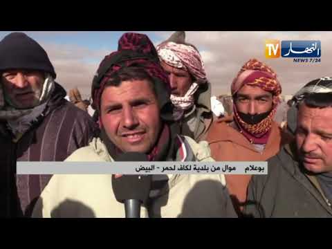 البيض موالون يطالبون بتدخل الجهات الوصية لحل مشكل إرتفاع أسعار الأعلاف