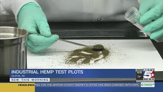 Kansas researchers make it easier for farmers to grow, sell hemp