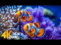 Aquarium 4K VIDEO (ULTRA HD) 🐠 Beautiful Coral Reef Fish - Relaxing Sleep Meditation Music