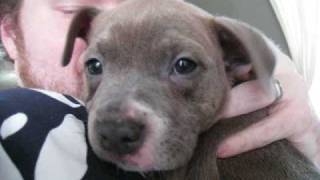 Sadies 1St Day Staffordshire Bull Terrier