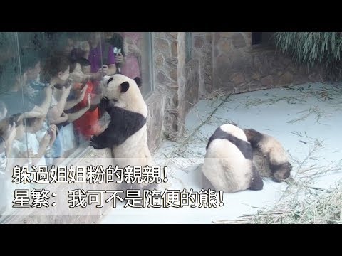 《熊貓早晚安》躲過姐姐粉的親親！星繁：我可不是隨便的熊！ | iPanda