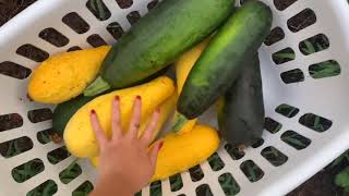 Crunchy zucchini sunset harvest