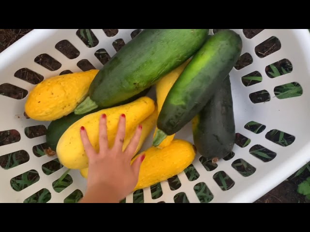 Crunchy zucchini sunset harvest